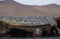Expédition aux Islas Ballestas